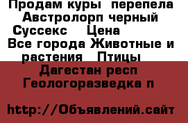 Продам куры, перепела. Австролорп черный. Суссекс. › Цена ­ 1 500 - Все города Животные и растения » Птицы   . Дагестан респ.,Геологоразведка п.